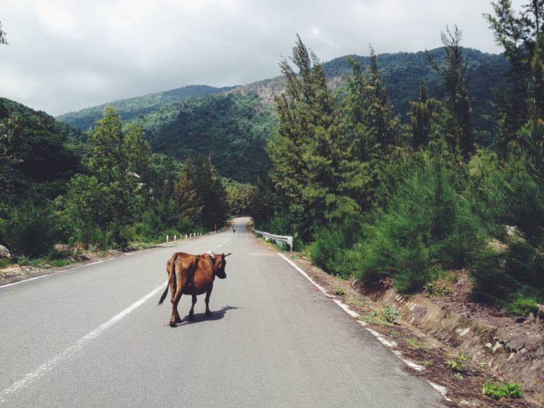 eat less meat - cow on the road - happy cow - 15 ways to reduce carbon footprint