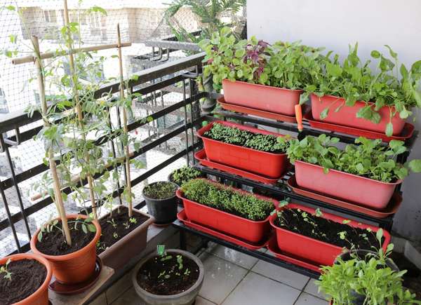 Starting a rooftop garden