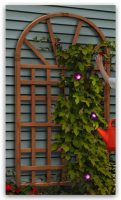 Trellis for Climbing Plants Outdoor - how to create rooftop or balcony garden